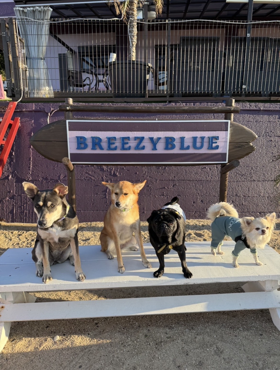 BREEZYBLUE看板と犬たち
