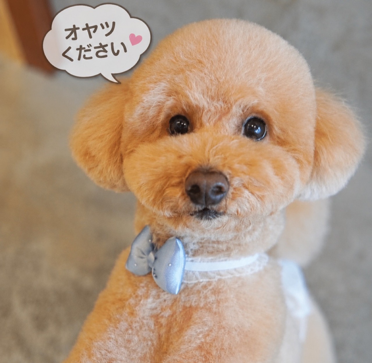 トイプードル